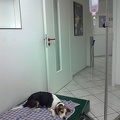 Buckley at the Vet1